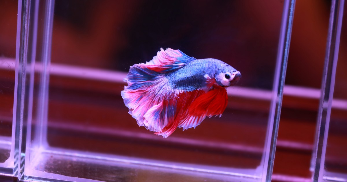 A Quick Guide to Betta Fish Care